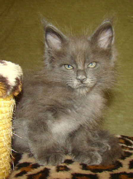 ���� ��� ������� ��������� Catsvill County!  ���� ����! ������ ������ ���� ���! ���� ��� ������ ������ � ����� ����!!! �������� ���� ����� Catsvill County +7-926-544-74-09  ���� ��� �������� ������. ���� ��� ������, ���� ��� �������, ���� ��� ������,  ���� ��� ����, ���� ��� ��������, ���� ����,  ������ ������ ���� ���,  ������ ����-����, ����� ������� ������ �����, ����� ����� ������!